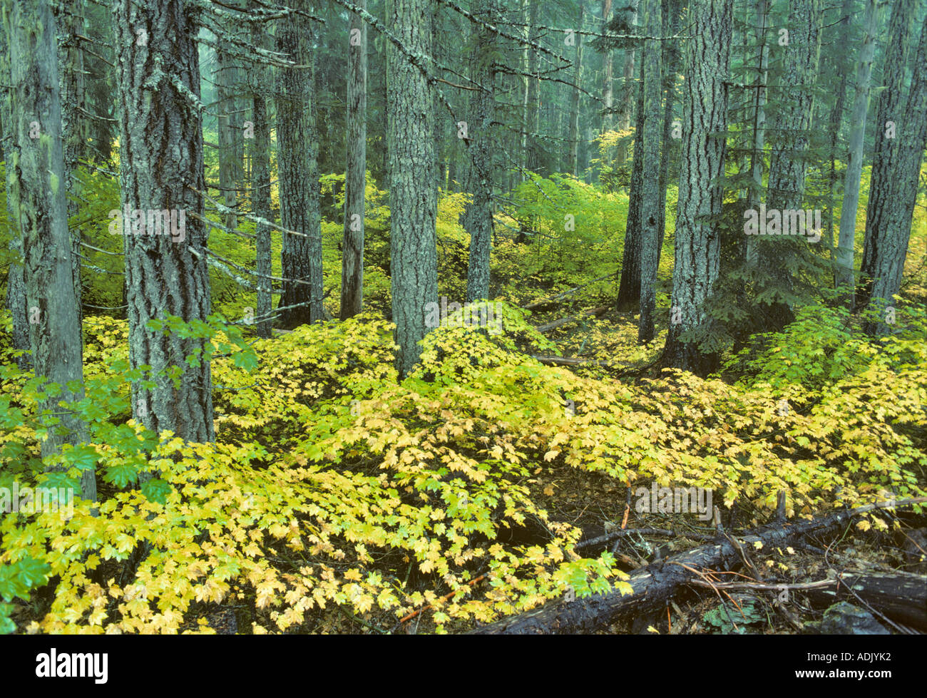 Ahorn im Herbst Farbe in der Nähe von McKenzie Pass Oregon Rebe Stockfoto