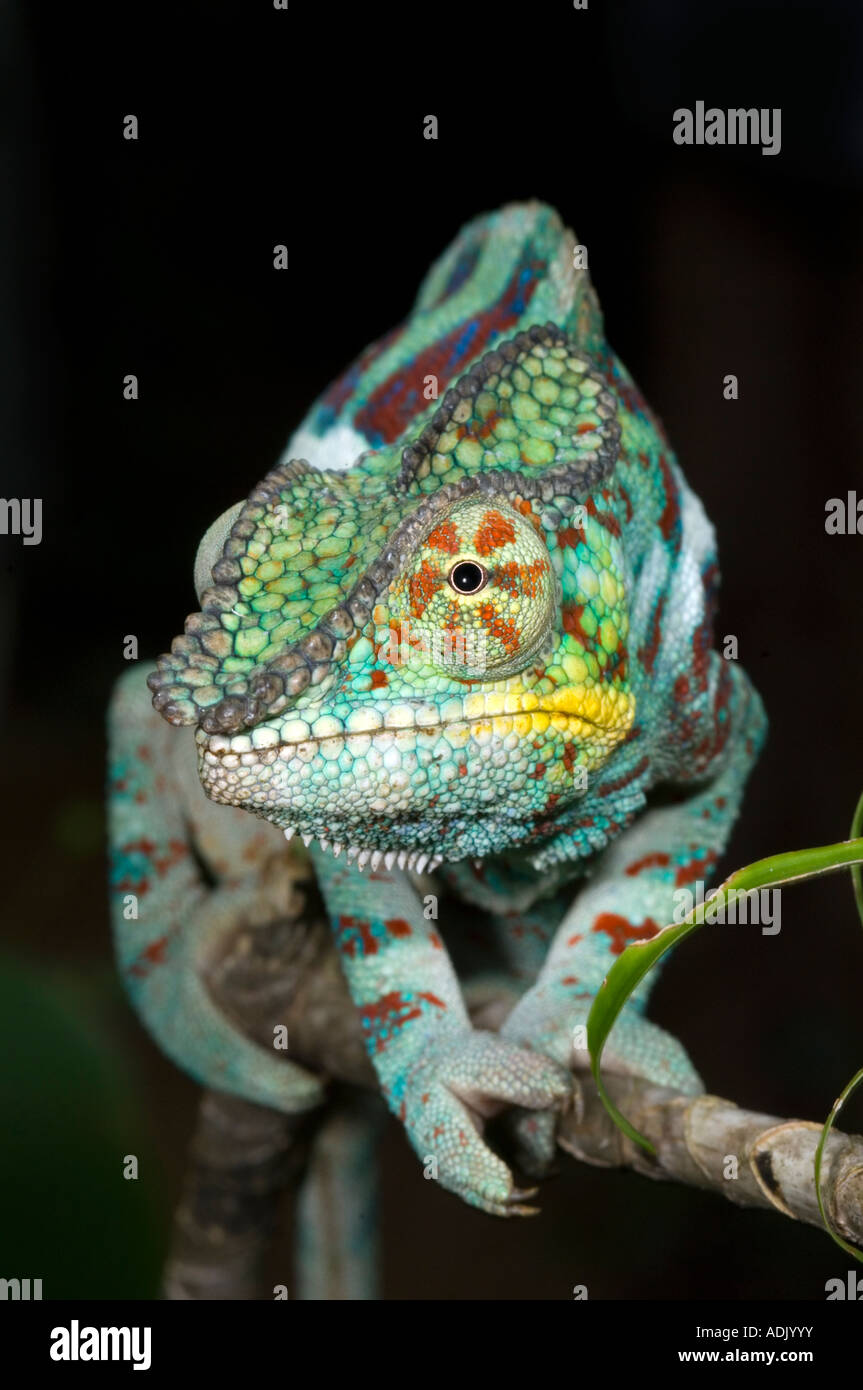 Panther Chamäleon (Furcifer Pardalis) männlich, Ankarana Nationalpark, Madagaskar Stockfoto