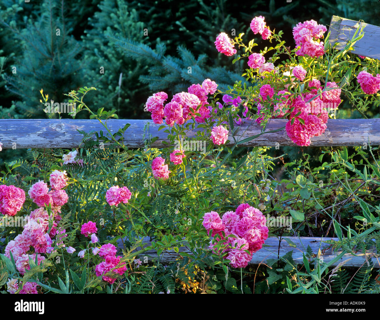 Rosen wachsen wild auf alten Zaun in der Nähe von Alpine Oregon Stockfoto