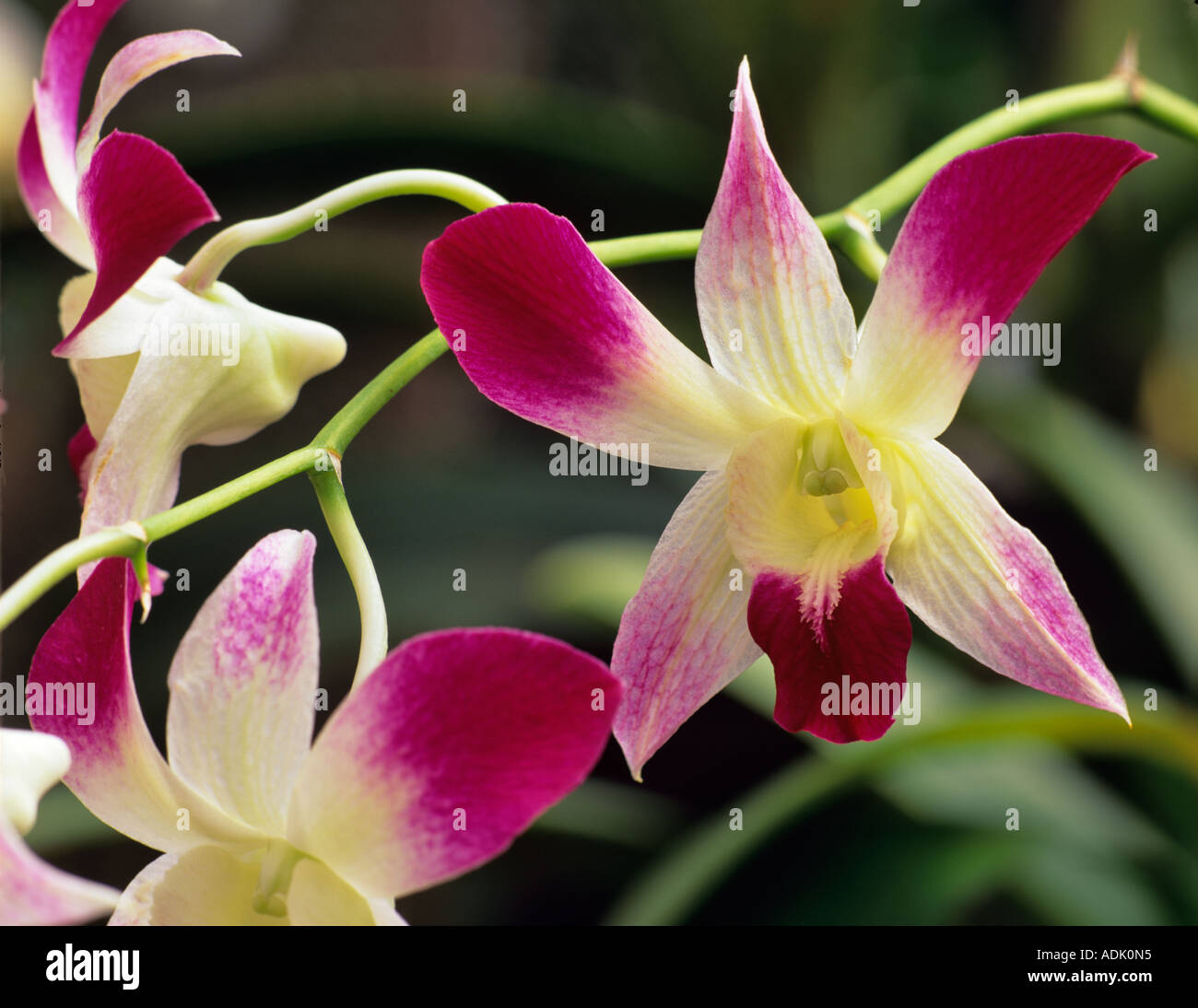 Orchid Marion Tipps Y N Den Sonia Red Star Stockfoto