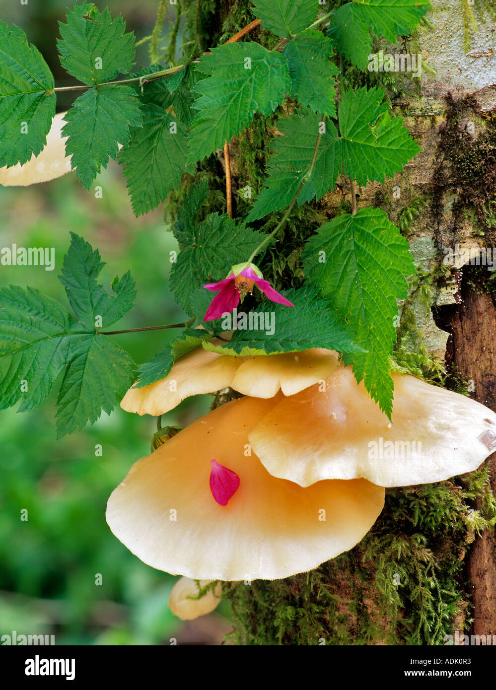 Lachs Beeren, Blumen und Blütenblätter auf baumpilz Siuslaw National Forest Oregon Stockfoto