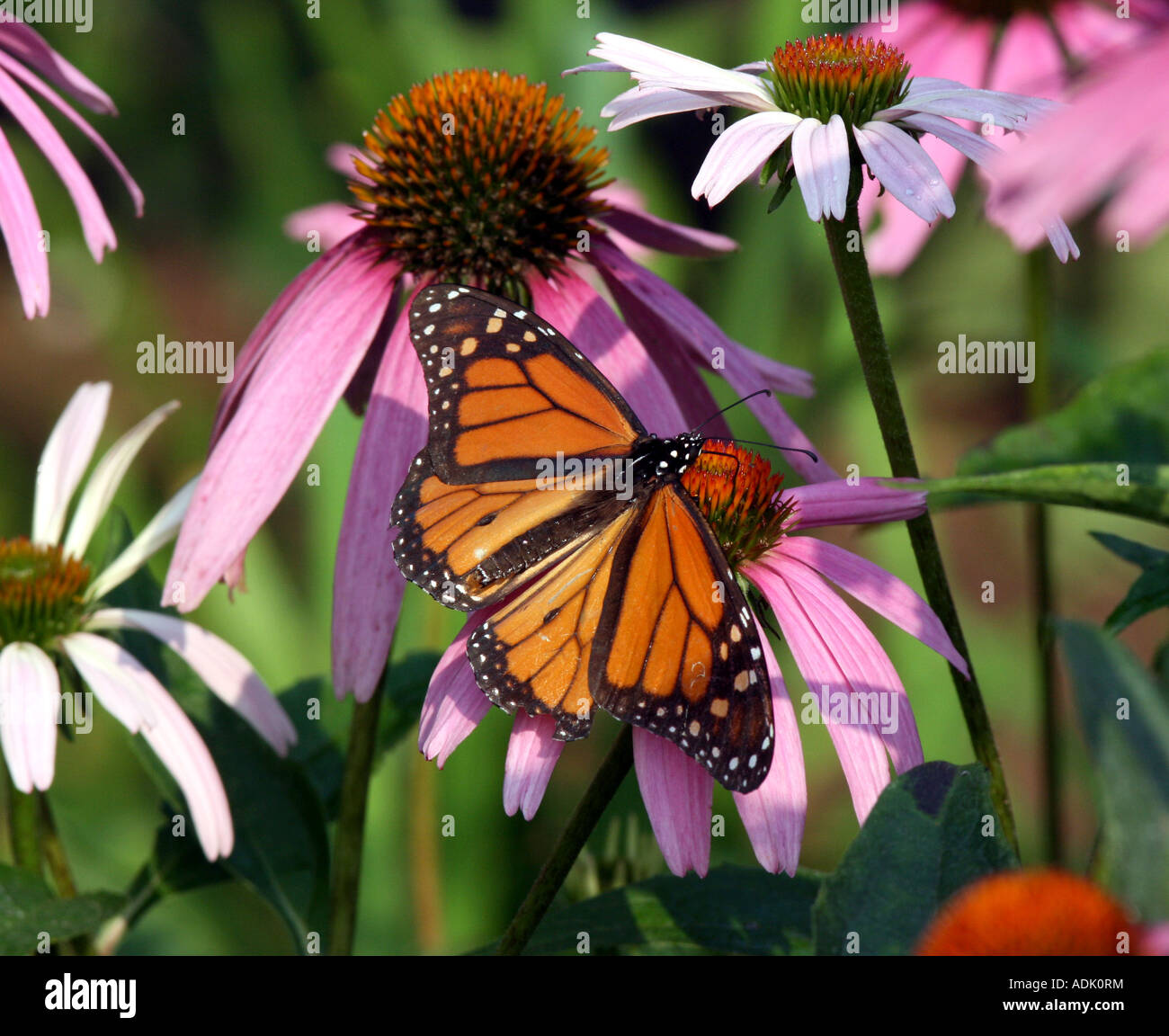 Ein Monarchfalter Fütterung auf eine Blume lila Kegel. Stockfoto