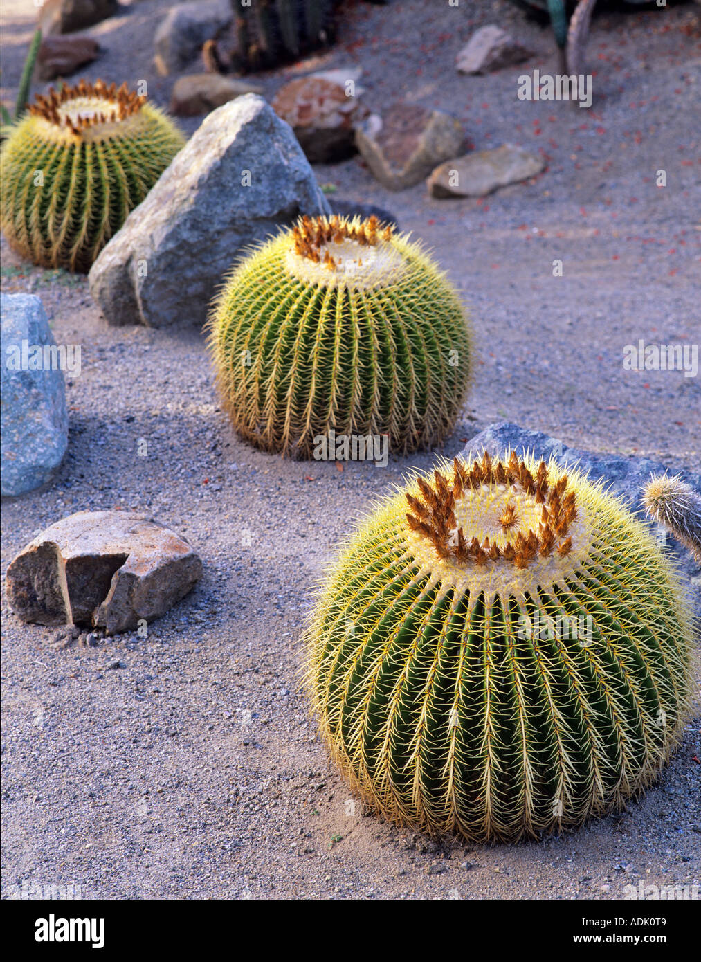Barrel Cactus Balboa Park Gärten San Diego Kalifornien Stockfoto
