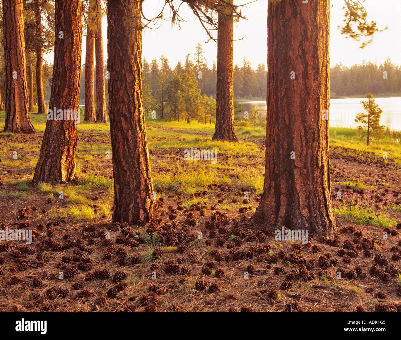 Old Growth Ponderosa Pine Pinus Ponderosa Delentment Lake Oregon Stockfoto