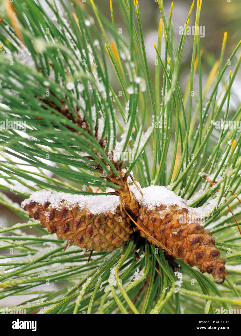 Tannenzapfen mit Schnee in der Nähe von Alpine Oregon Stockfoto