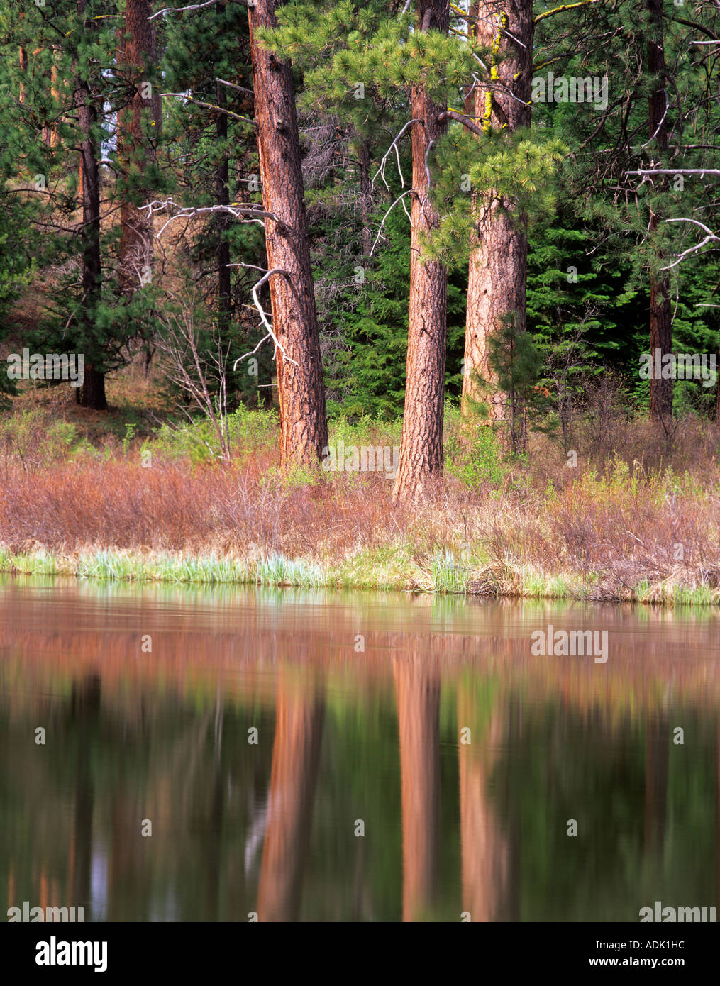 Ponderosa Pinien spiegelt sich in Deschutes River Oregon Stockfoto