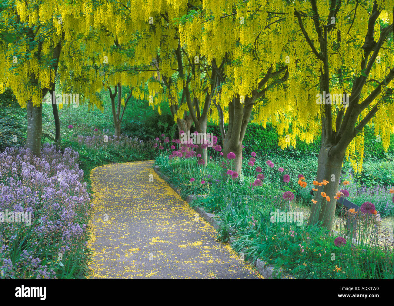 Goldenchain Baum Laburnum Watereri und blühende Zwiebeln VanDusen Botanical Garden Vancouver BC Stockfoto