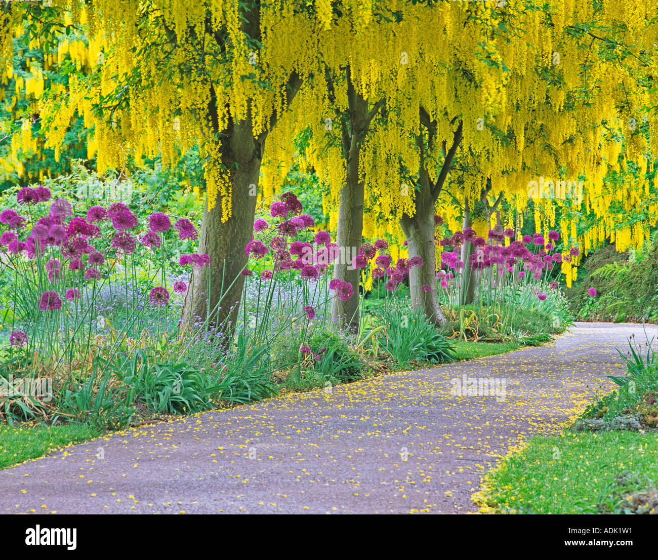Goldenchain Baum Laburnum Watereri und blühende Zwiebeln VanDusen Botanical Garden Vancouver BC Stockfoto
