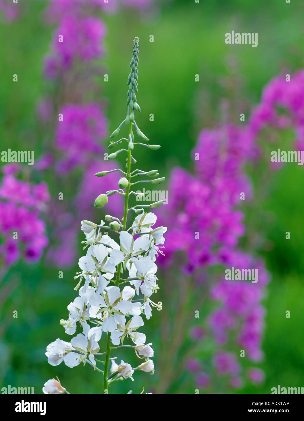 Uncomon weiße Weidenröschen Ephilobium Angustifolium mit lila Weidenröschen Alaska Stockfoto