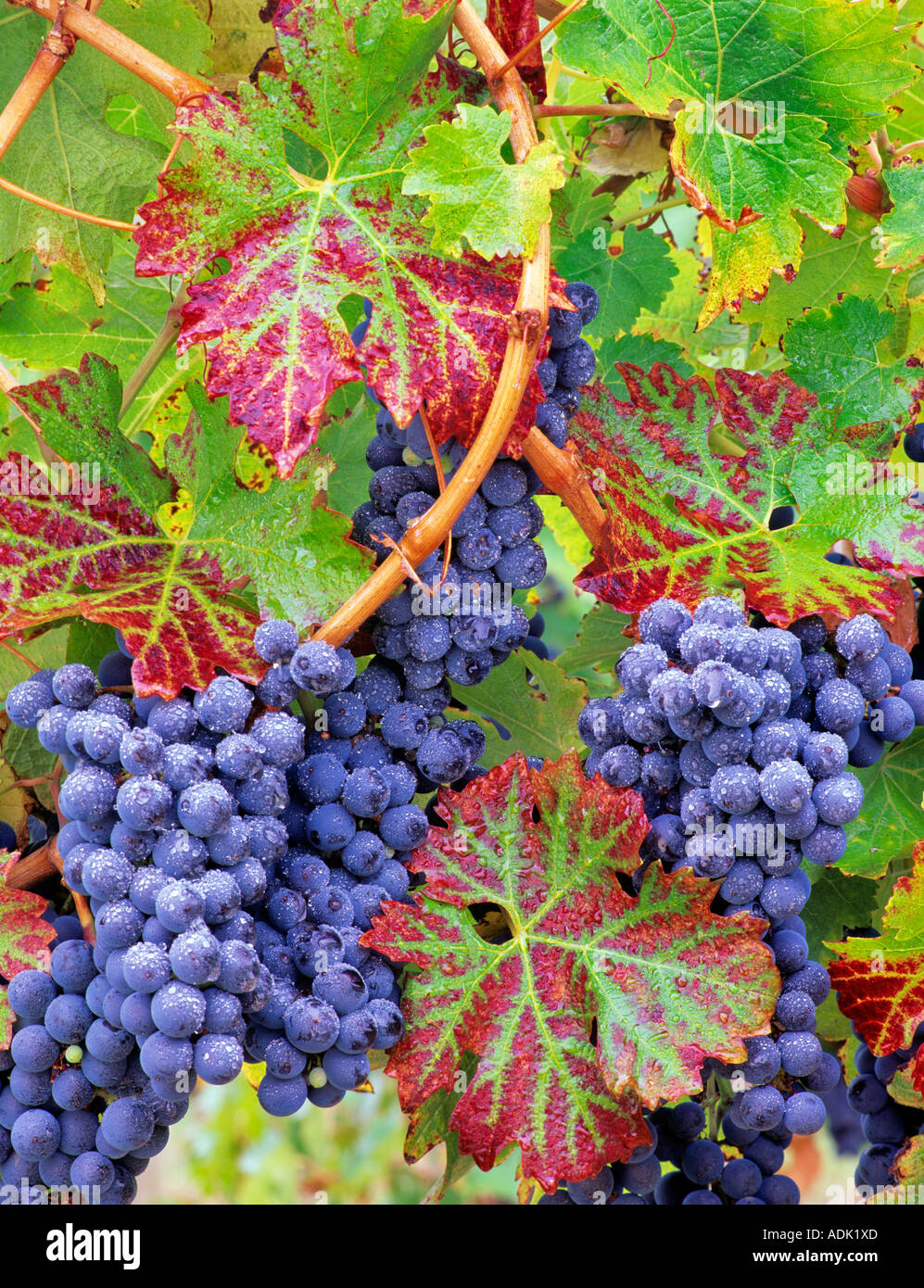 Trauben Cabernet Sauvignon mit Herbstfarben Alpine Weinberge Oregon Stockfoto