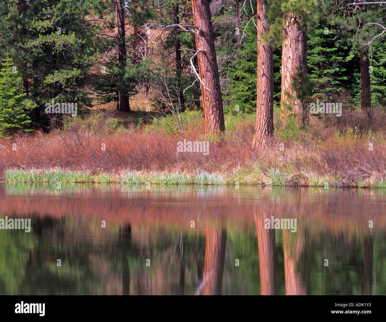 Ponderosa Pinien spiegelt sich in Deschutes River Oregon Stockfoto