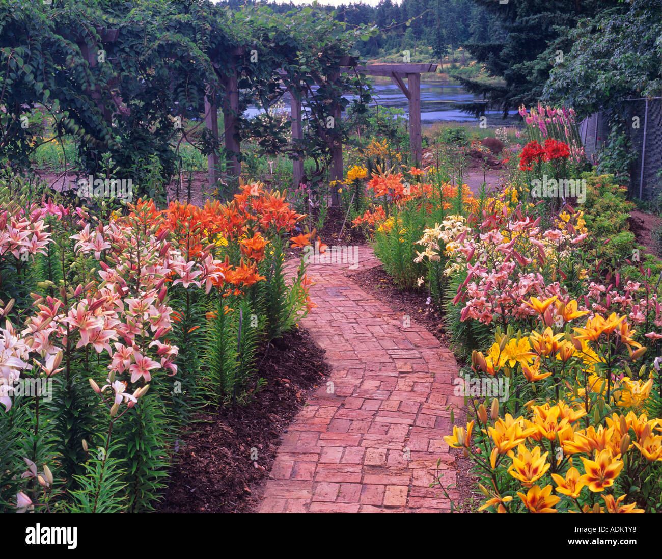 Multi farbige Lilien und Ziegelsteinweg Gartenbau Center of the Pacific British Columbia Kanada Stockfoto