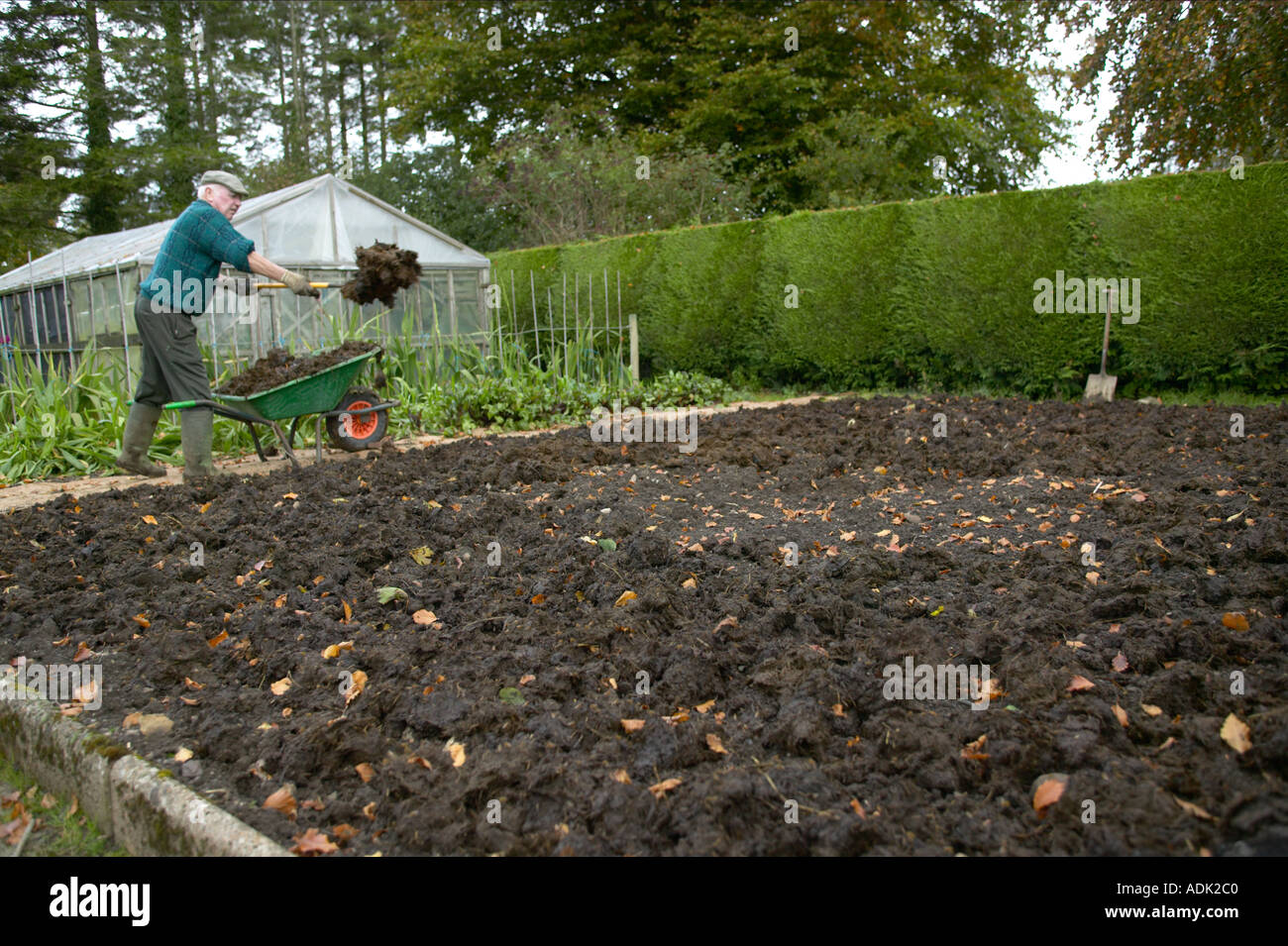 Gemüsegarten, gefüttert mit Gülle Stockfoto