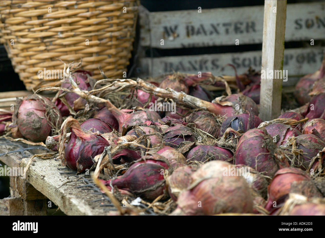 Knochenmark und Zwiebeln trocknen Regal im Garten Shop Stockfoto