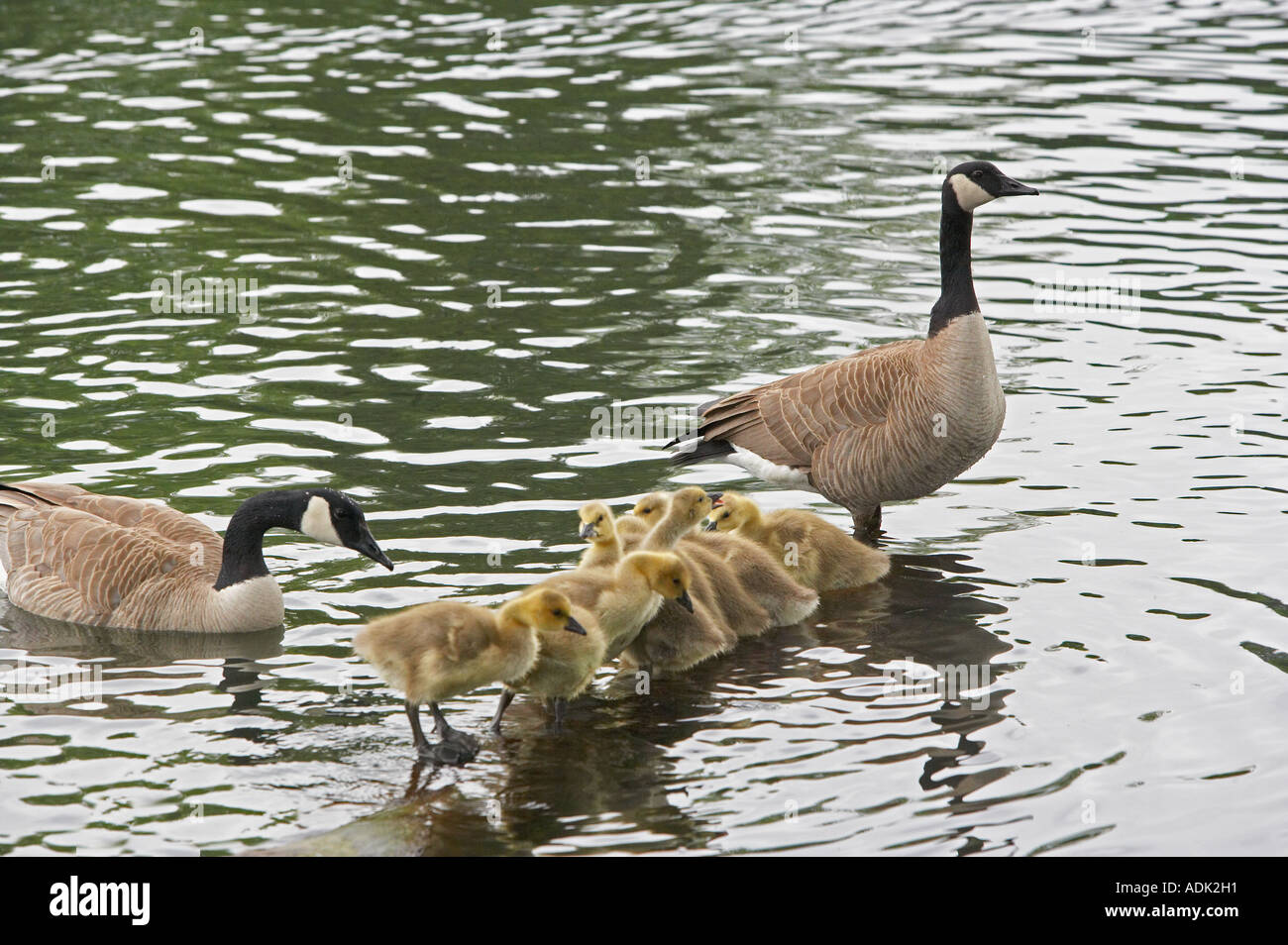 Kanadische Gänse Baby Crystal Springs Rhododendron Garten Portland oder Stockfoto