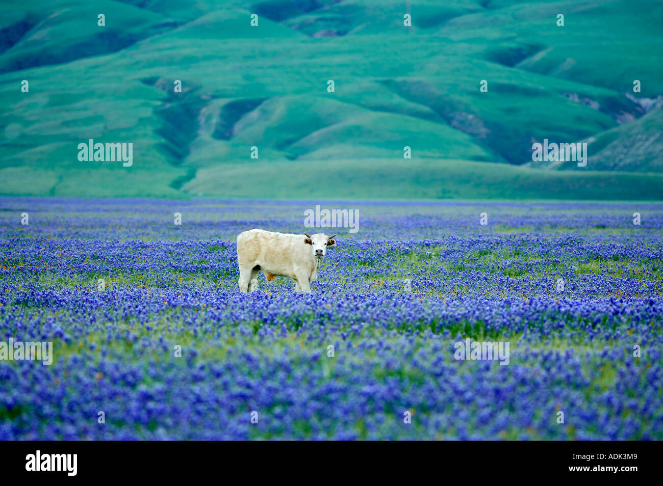 Kühe auf der Weide von blühenden Lupinen in der Nähe von Grapevine California Stockfoto