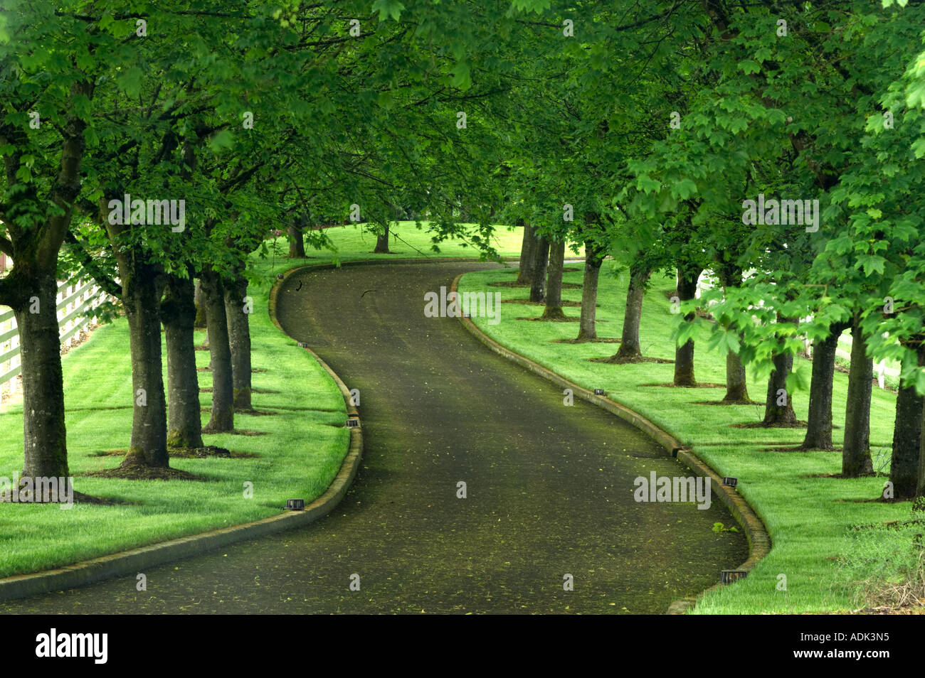 Ahorn, von Bäumen gesäumten Laufwerk Stockfoto