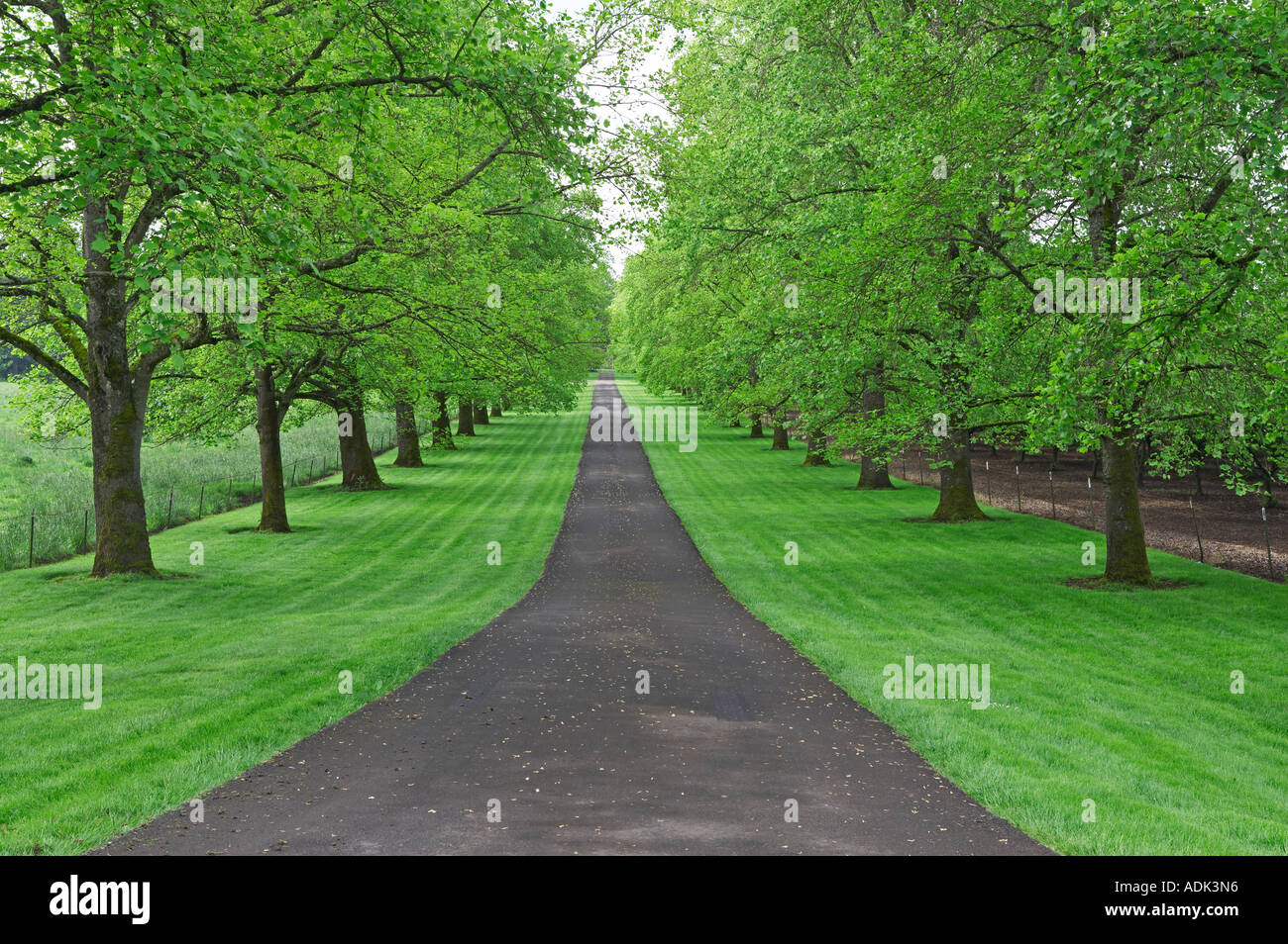 Ahorn, von Bäumen gesäumten Laufwerk Stockfoto