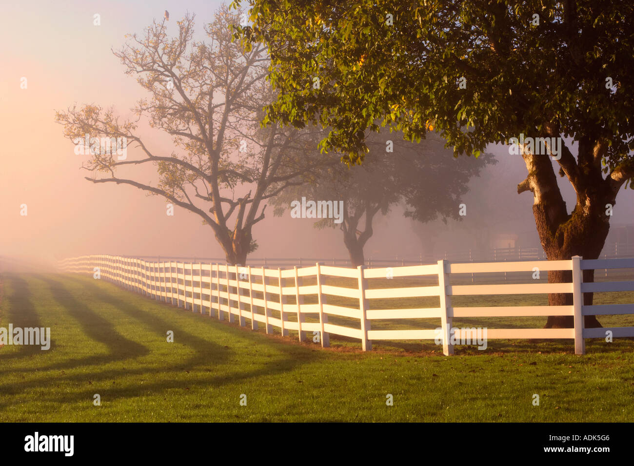 Umzäunte Weide mit Nebel und Sonnenaufgang und Hawk im Baum in der Nähe von Wilsonville Oregon Stockfoto