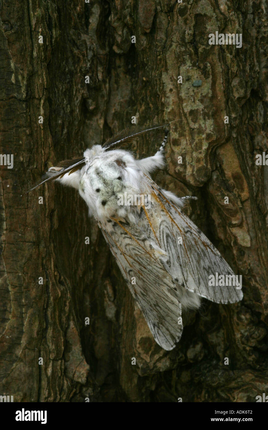 Puss Moth ruht auf Baum Rinde Cerura vinula Stockfoto