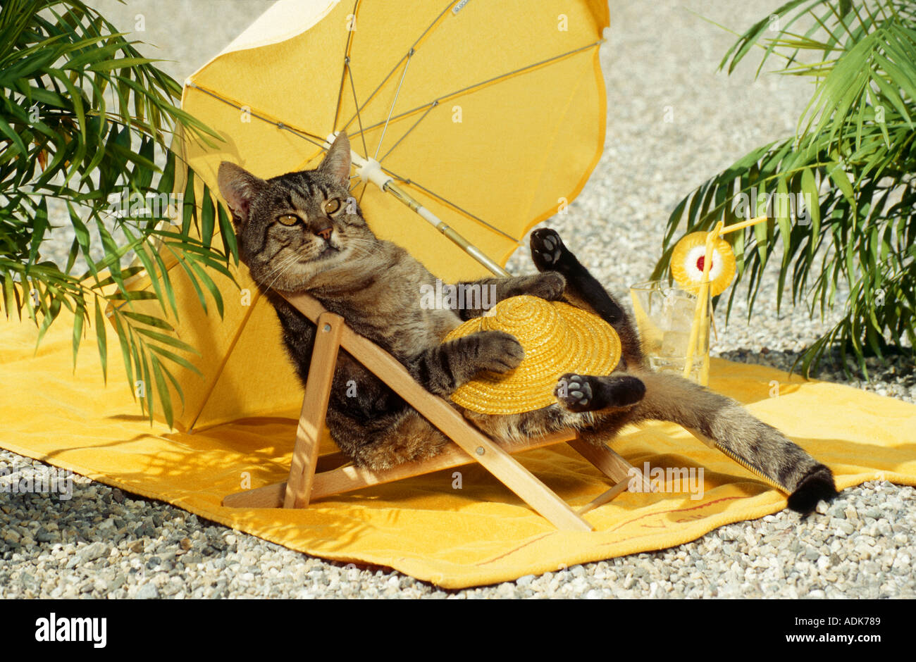 Tabby Katze im Liegestuhl liegend Stockfoto, Bild 2488200 Alamy