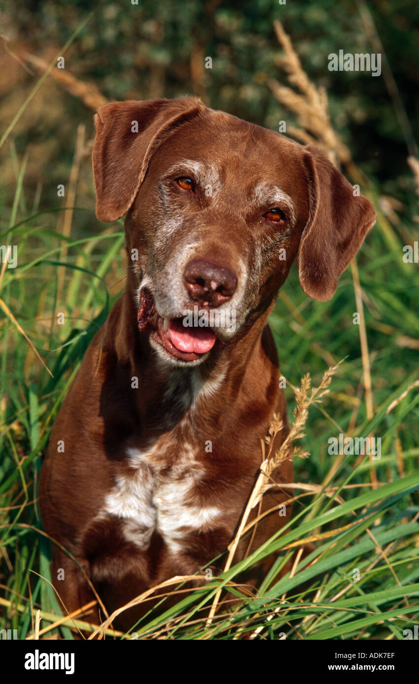 Alter Deutscher Kurzhaariger Vorstehhund Hund - Porträt Stockfoto