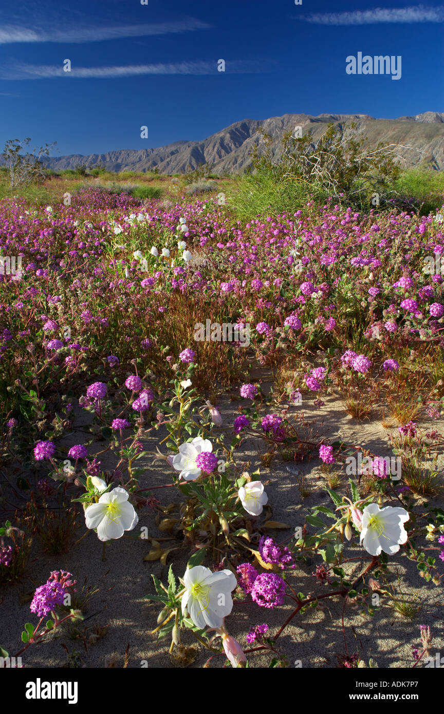 Düne Evening Primrose und Sand Eisenkraut Anza Borrego Desert State Park California Stockfoto