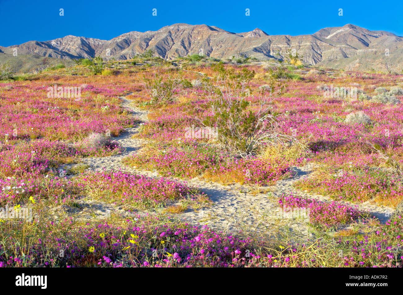 Düne Evening Primrose und Sand Eisenkraut Anza Borrego Desert State Park California Stockfoto