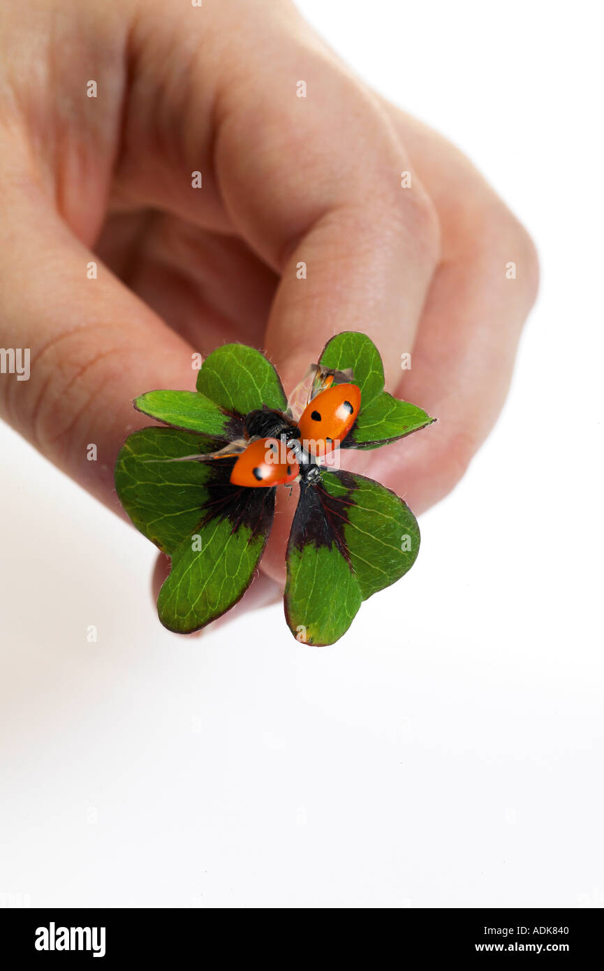 Marienkäfer auf vier blättrige Kleeblatt / Coccinellidae Stockfoto