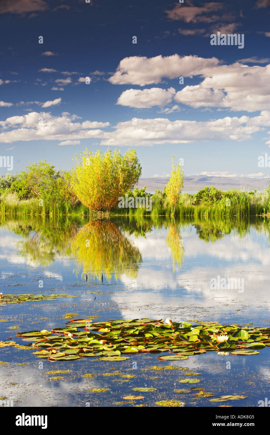 Wolken spiegeln sich in Teich im Sommer Lake Inn Oregon Stockfoto
