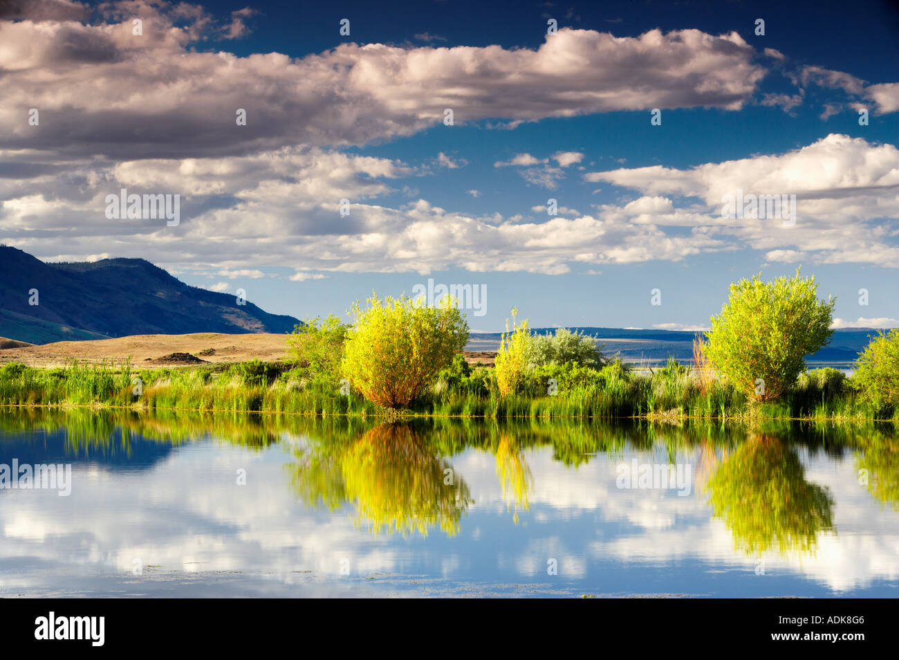 Wolken spiegeln sich in Teich im Sommer Lake Inn Oregon Stockfoto
