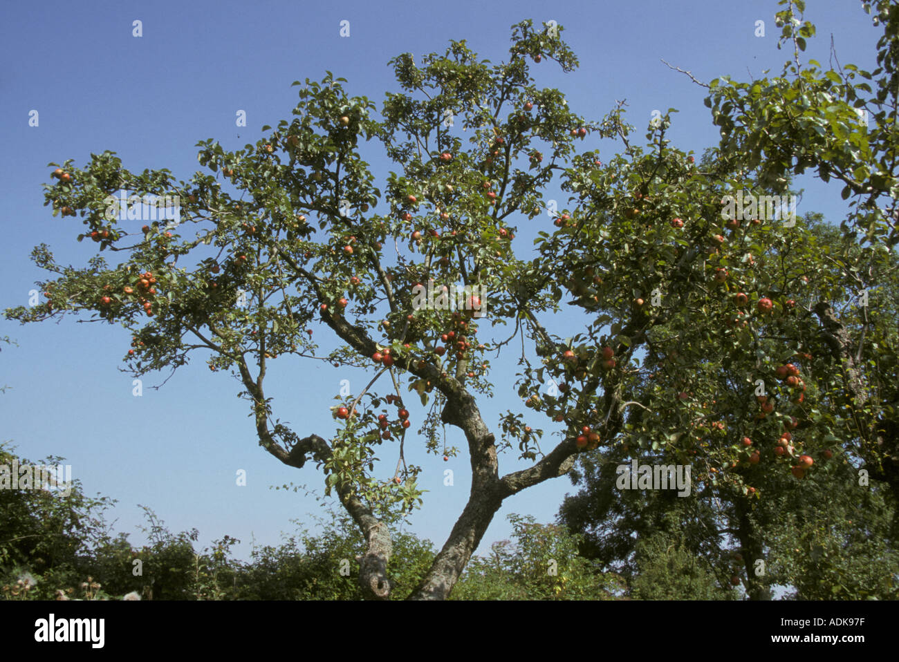 Obstgärten Old Orchard Apfelbäume bei Martin s Wiese Suffolk Wildlife Trust S Stockfoto