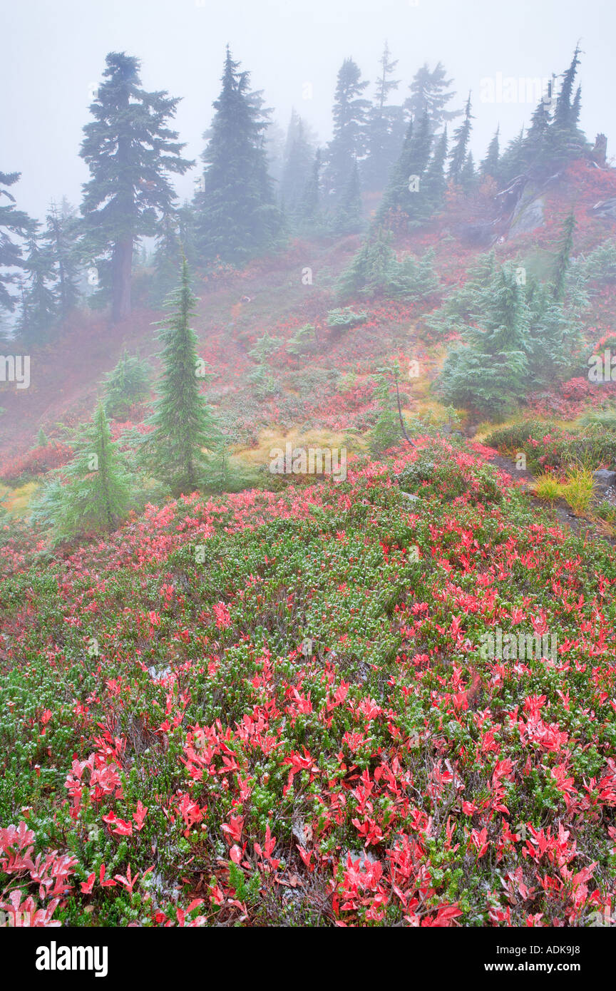 Huckleberry im Herbst Farbe mit Wald und Nebel und leichten Abstauben von Schnee Mt Baker Wildnis Washington Stockfoto