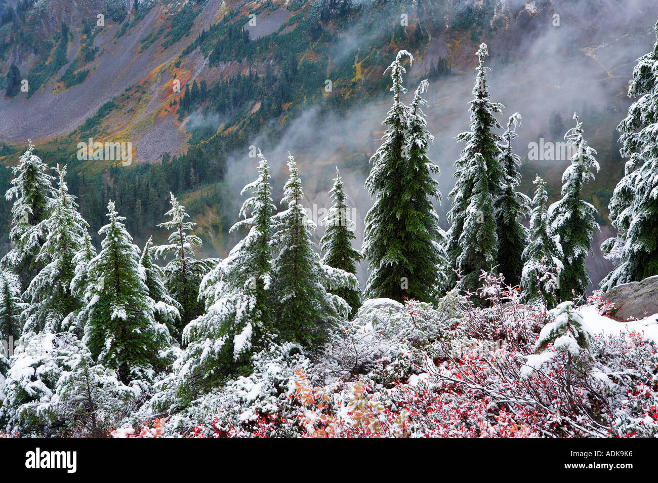 Hemlock Bäume mit Huckleberry in Herbstfarben und ersten Schnee fallen Mt Baker Wildnis Washington Stockfoto