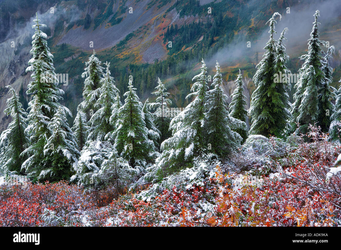 Hemlock Bäume mit Huckleberry in Herbstfarben und ersten Schnee fallen Mt Baker Wildnis Washington Stockfoto