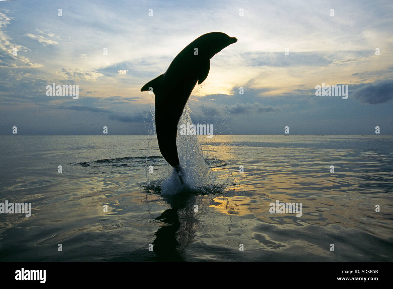 Bottlenose Dolphin Tursiops Truncatus springen Caribbean Stockfoto