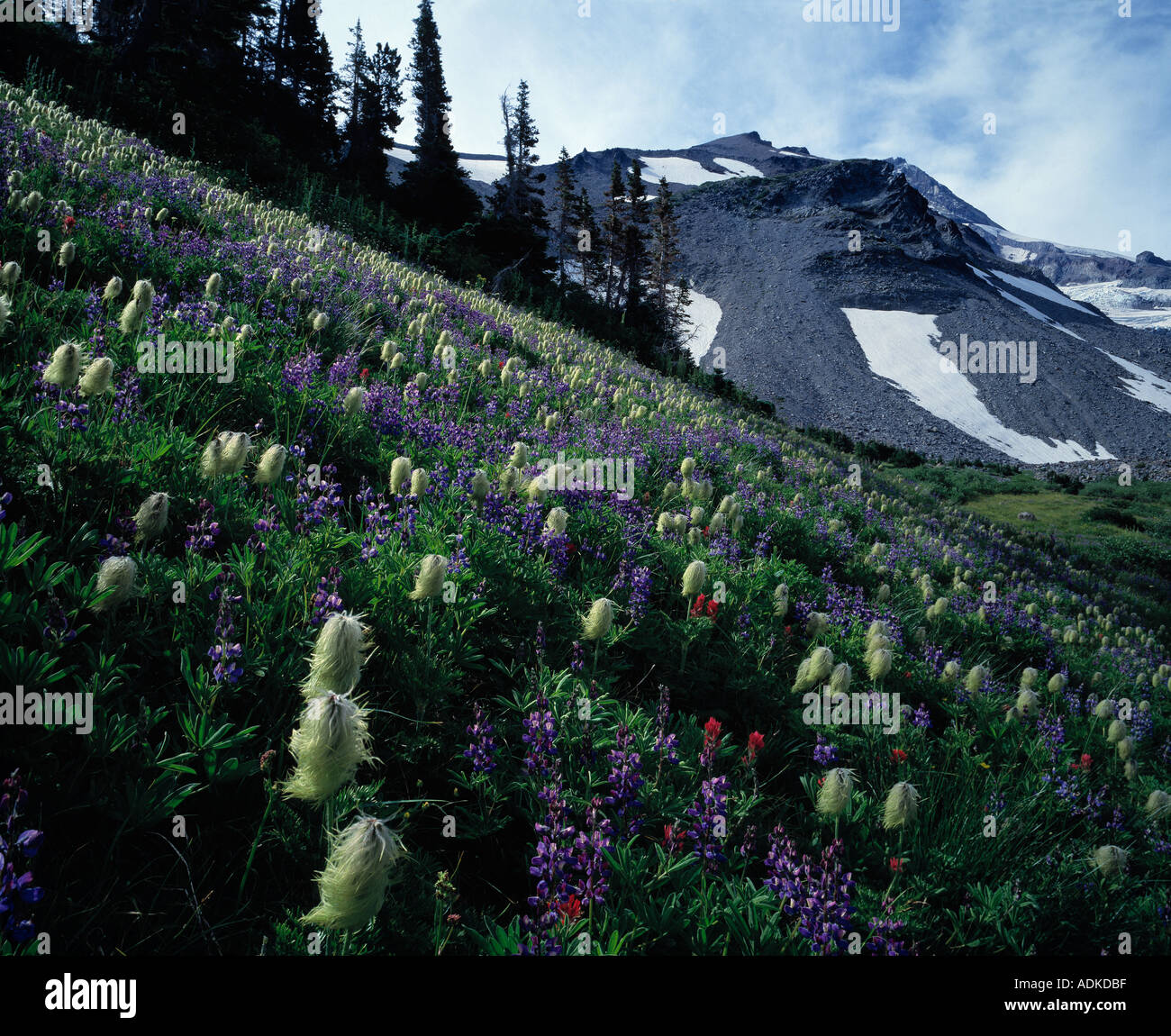 Wiese und Berggipfel Stockfoto
