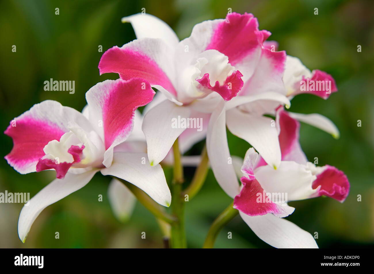 Orchidee Lc lila Cascade duftenden Schönheit Oregon Coast Garden Center Stockfoto