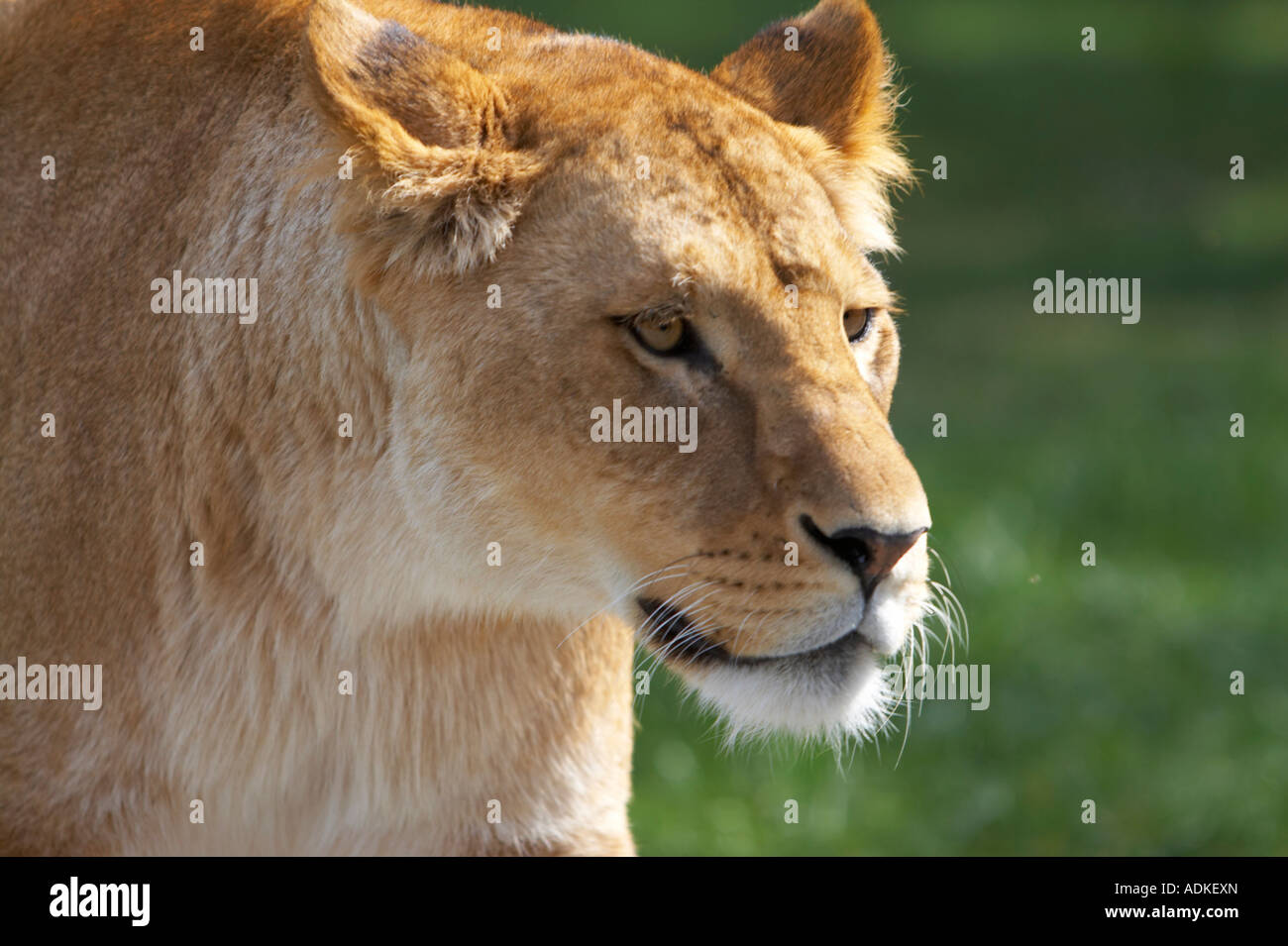 Löwen-Gesicht Stockfoto
