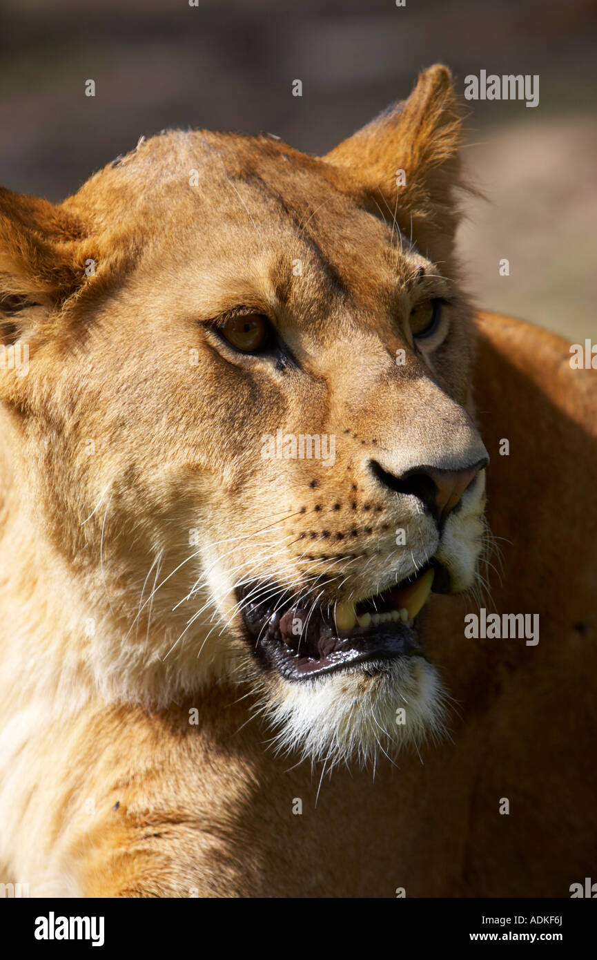 Löwen-Gesicht Stockfoto