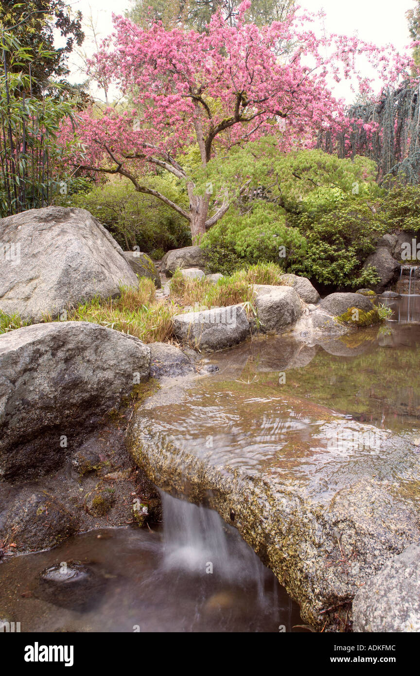 Wasserfall Teich Stein und blühende Kirschbäume Baum im Garten Lithia Park Ashland Oregon Stockfoto