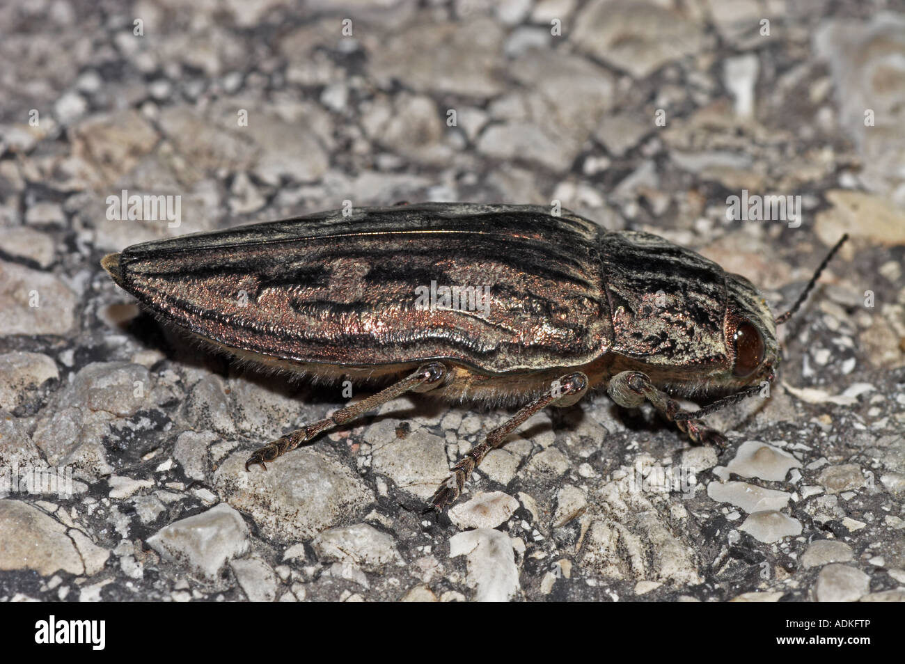 Käfer - Chalcophora mariana Stockfoto