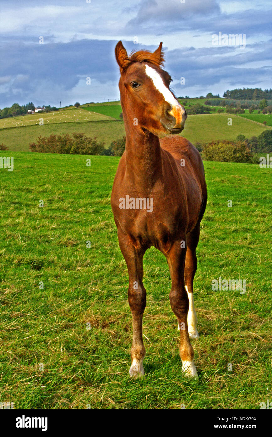 Ein Pferd (rothaarige Welsh Cob) in der Mitte Wales Landschaft Stockfoto