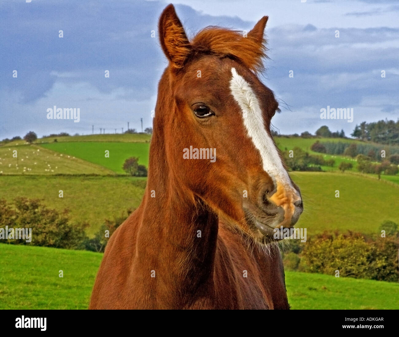 Ein Pferdekopf (Welsh Cob) in der Landschaft von Wales Stockfoto