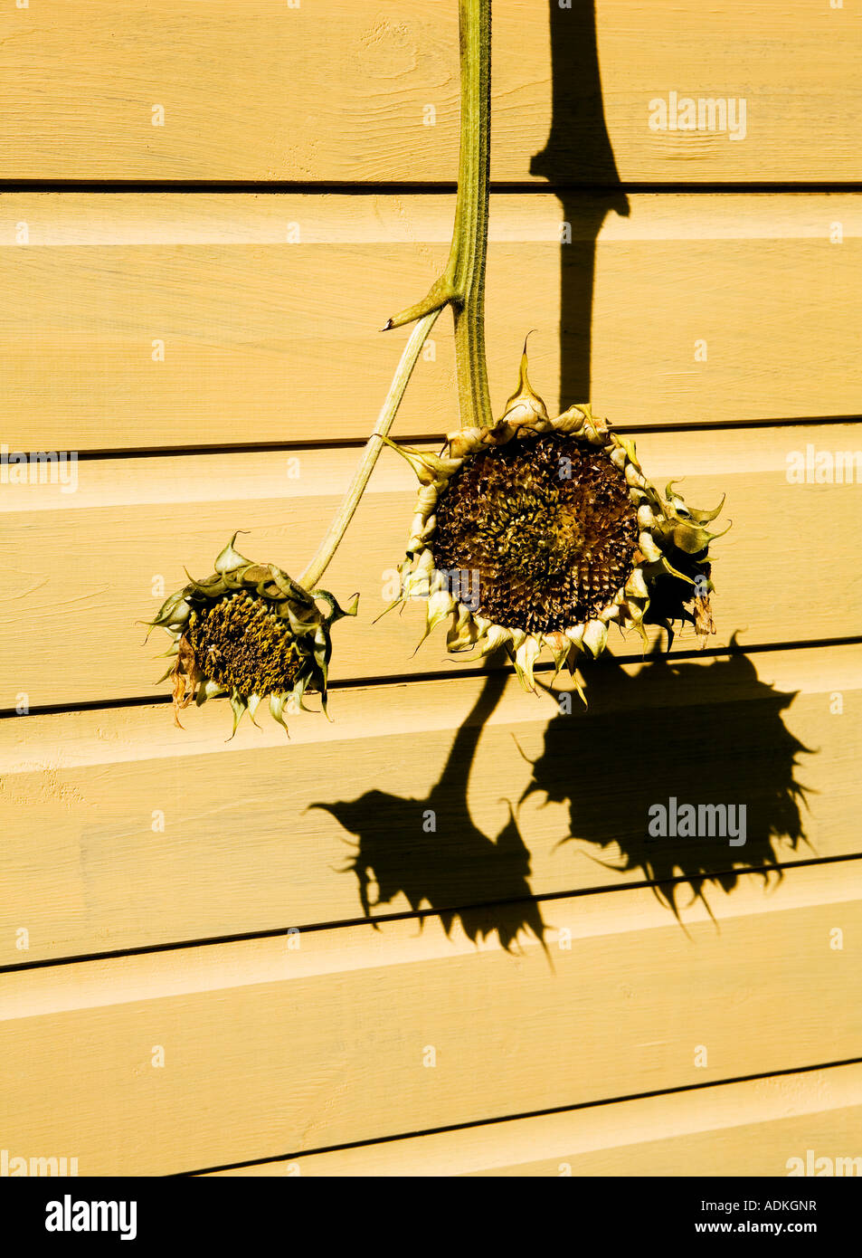 Sonnenblumen Samen-Kollektion Trocknen aufgehängt Stockfoto