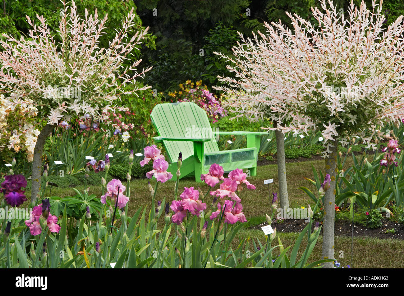 Iris anzeigen Gärten mit weißlichen Bush Bäume Salix Weiden Folge Hakuro Nishiki Schreiner s Iris Gardens Stockfoto