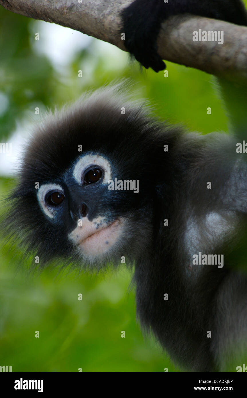 Dusky oder Spectacled Languren oder Altrosa Leaf Affen Trachypithecus Obscurus bei Khao Sam Roi Yot Thailand Stockfoto