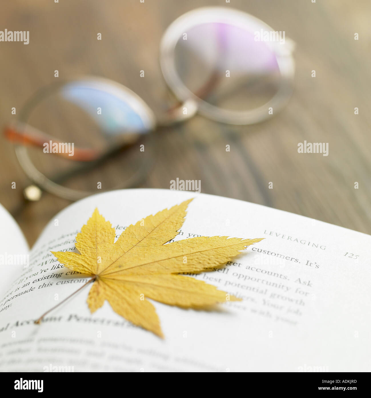 ein aufgeschlagenes Buch und ein Ahornblatt Stockfoto