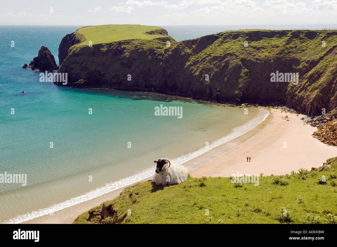 Schafe auf der Klippe über der Silver Strand bei Malin Beg, südlich von Glencolmcille, Grafschaft Donegal. Westende des Slieve League Klippen. Stockfoto