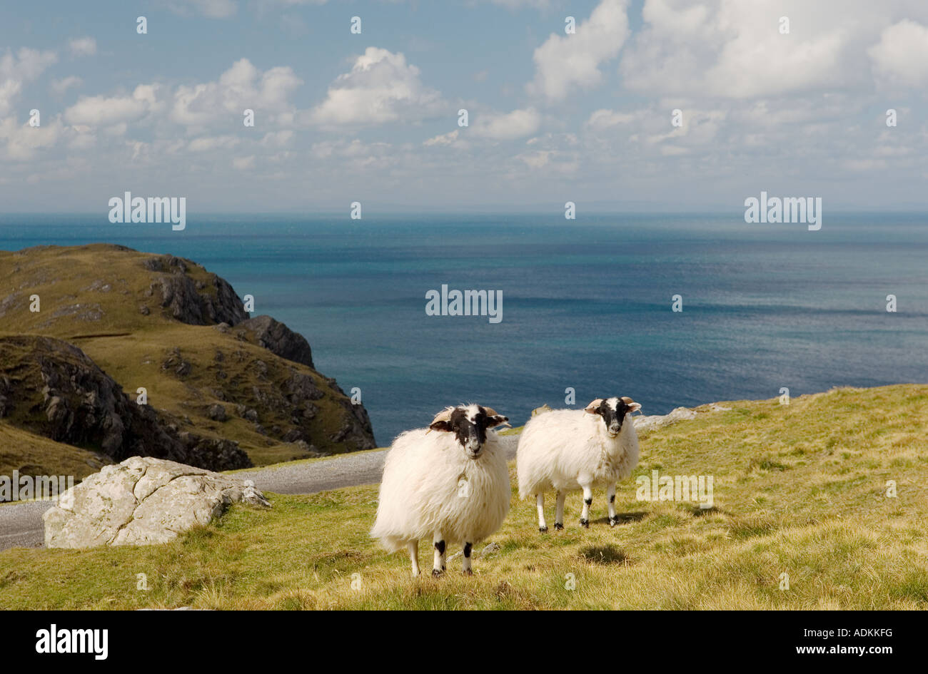 Schafe weiden hoch über dem Atlantik an den Slieve League Klippen westlich von Killybegs im Südwesten Donegal. Irland. Stockfoto